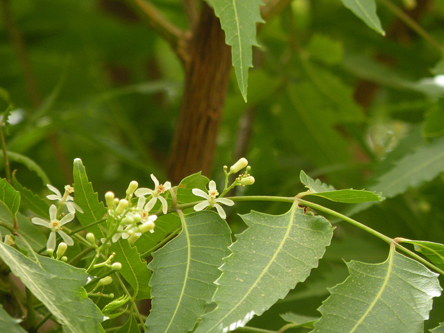 Neem Leaves